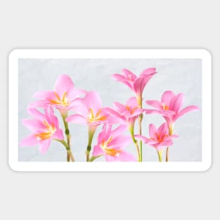 Pink Lily Flowers Sticker